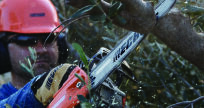 Spalinowa pilarka łańcuchowa gałęziówka ECHO CS-2511TESC Carving